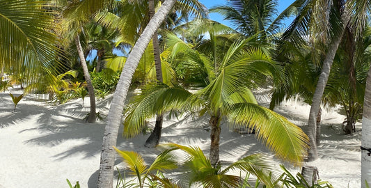 Tulum Edition - My Summer fan