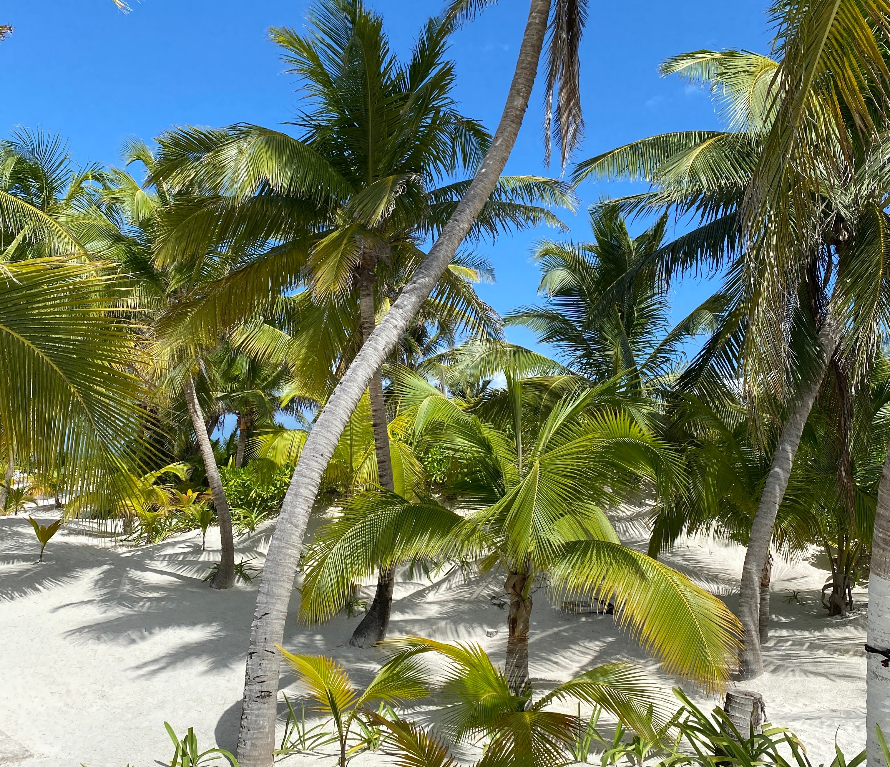 Tulum beach with white sand and palm trees